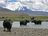 Tibet Kailash 11 Back 05 Yaks with Mountains Near Saga